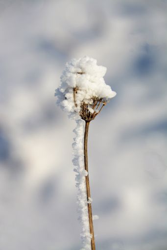 A closeup shot of a frozen thistle flower