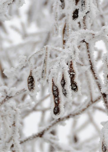 A selective focus shot of snow and frost-covered leaves on the tree