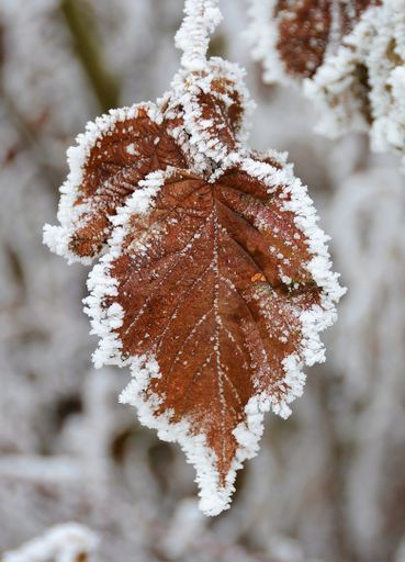 A selective focus shot of frosted autumn leaves, the first snow