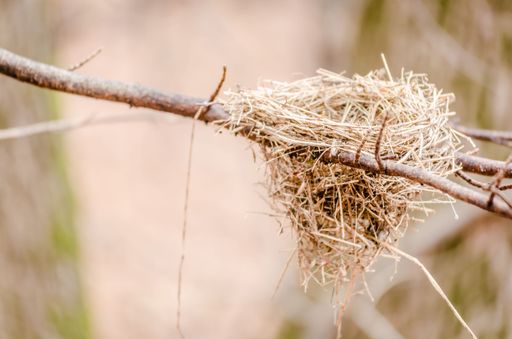 A close-up photograph of a bird's nest perched atop a tree branch, the interior of the nest is empty