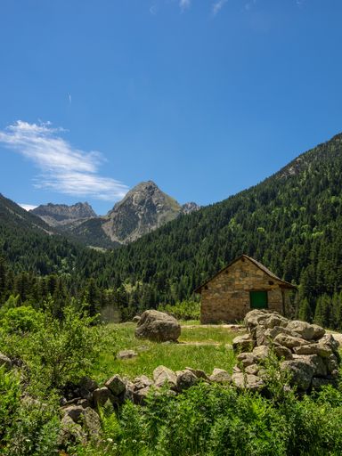 A rustic cabin situated in a grassy meadow surrounded by tall pine trees