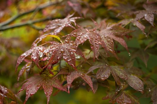 A closeup shot of autumn maple leaves covered in dewdrops