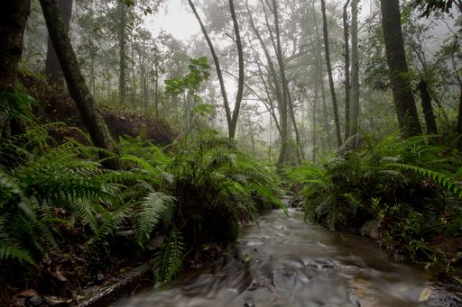 A beautiful shot of a stream of water flowing through a dense jungle