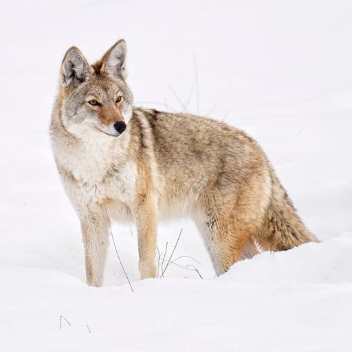 A grey and brown wolf stands in a snow-covered landscape, its gaze fixed in the distance
