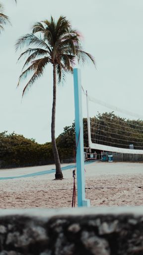 A shot of palm trees on the beach in Miami in the morning.