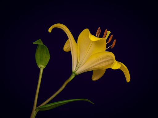 A selective focus shot of a beautiful yellow Lily flower on a dark blue background