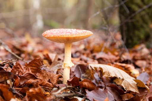 A selective focus shot of a red fly agaric mushroom in an autumn park