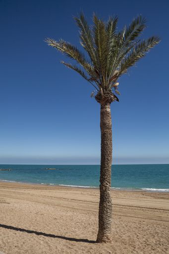 A vertical shot of a palm tree at a beach during the daytime