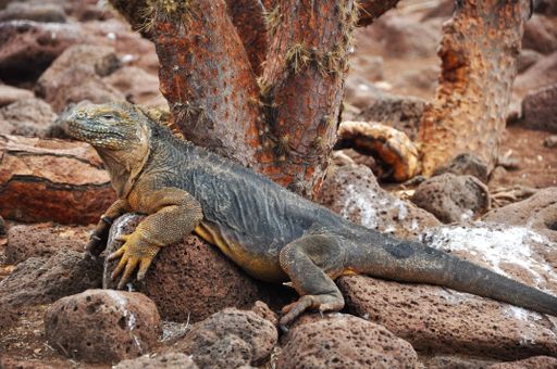 The Galapagos land iguana (Conolophus subcristatus) crawling on stones