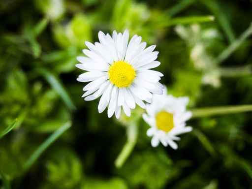 A selective focus shot of a beautiful chamomile flower