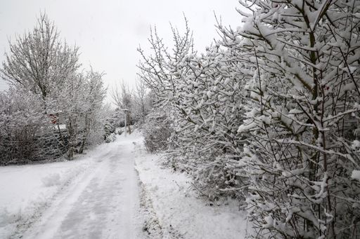 A snowy road surrounded by trees covered in snow in winter - great for wallpapers