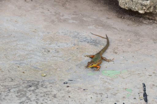 A Maltese Wall Lizard, Podarcis filfolensis, with a forked tail, or two tails, split tail. Old tail damaged and healed, new tail growing out. Malta