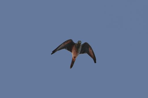 Male Common kestrel Falco tinnunculus on its migratory flight in the evening, lit by the last light of the setting sun. Buskett, Malta, Mediterranean