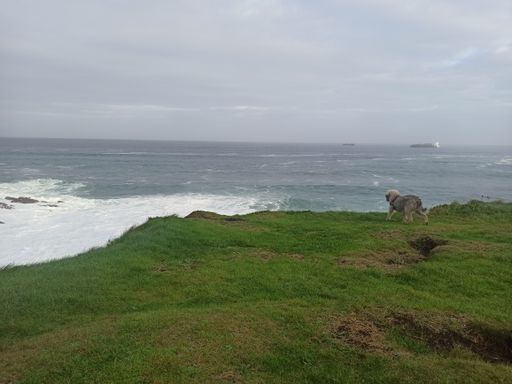 A cute dog walking along a grassy coastline with a wavy seascape view behind