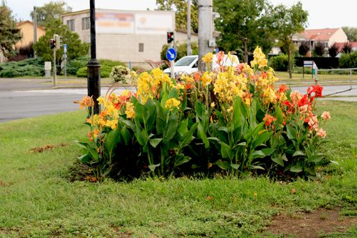 A colorful arrangement of fresh flowers in a grassy area at the corner of a city street