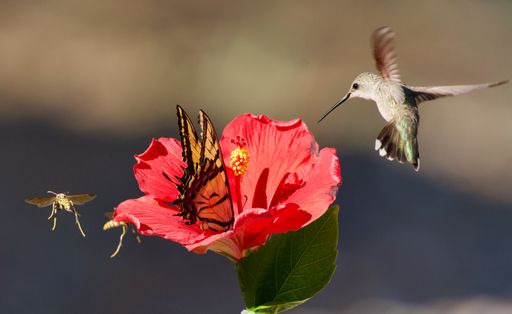 Hummingbird, butterfly, and wasps at Hibiscus flower to get nectar, in Las Cruces, NM.