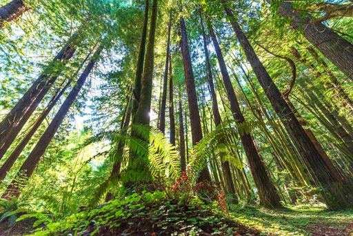 A low angle shot of tall trees in Redwood Forest, Navarro, California