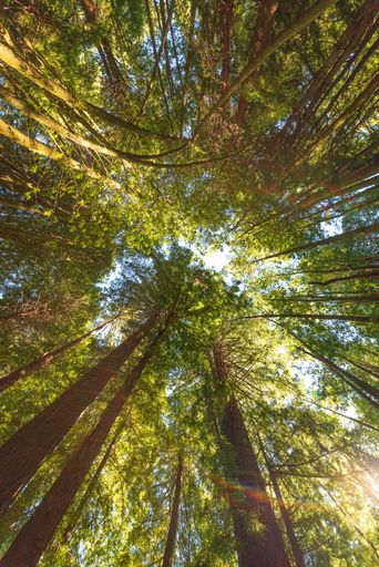 A low angle shot of tall trees in Redwood Forest, Navarro, California