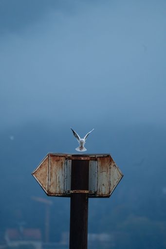 a gull landing on a sign