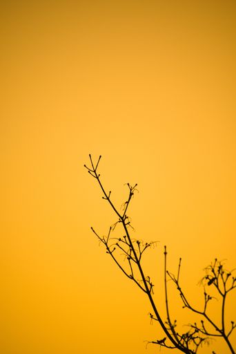 A vertical silhouette of a leafless tree against a yellow background