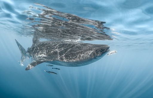 A whale and other fish swimming in the ocean - great for an article about underwater life
