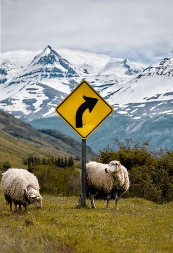 A vertical shot of two sheep near a yellow street sign with high snowy mountains in the background