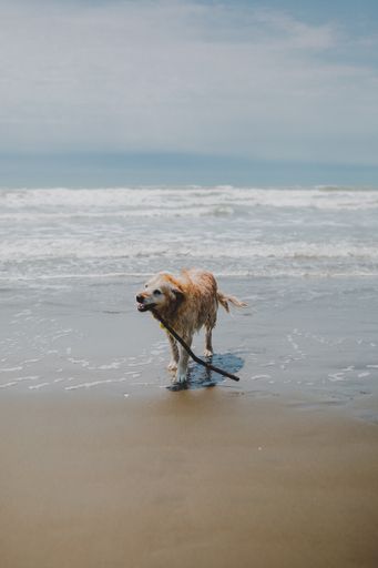 A dog running around the sea surrounded by the beach under a cloudy sky with a blurry background