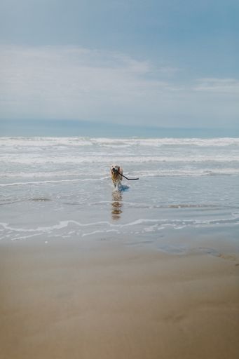 A dog running around the sea surrounded by the beach under a cloudy sky with a blurry background