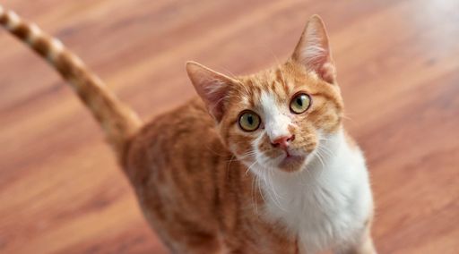 A high angle shot of a small ginger kitten sitting on the floor and looking up
