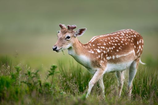 A beautiful male fallow deer (buck) is seen walking in grass and shrubbery whilst eating the foliage.