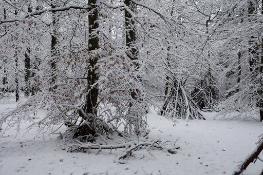 A forest with dry trees and branches covered in the first snow