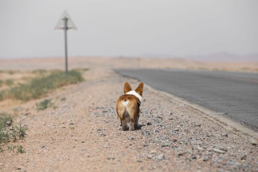 A Pembroke Welsh Corgi walking near the road