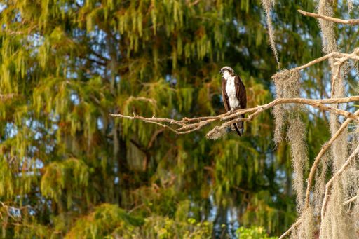 A beautiful shot of an Osprey Egret perched on a branch in the Circle-B-Bar Reserve near Lakeland, Florida