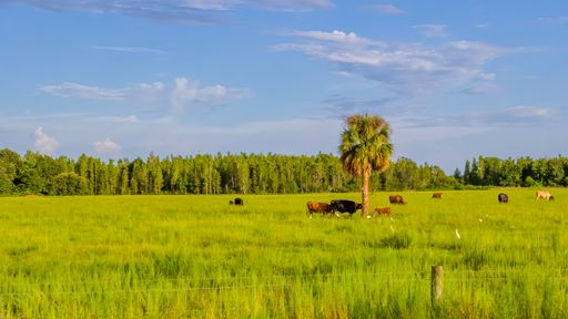 A beautiful shot of cattle and cattle egrets in a field near Wesley Chapel, Florida