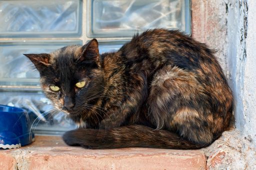 A closeup of a scruffy cat snuggly sitting on an exterior window sill