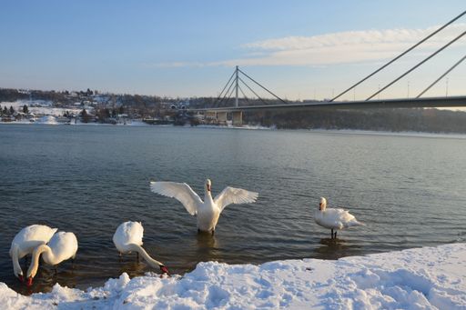 A beautiful shot of swans in the snowy bank of a river in Novi Sad, Serbia