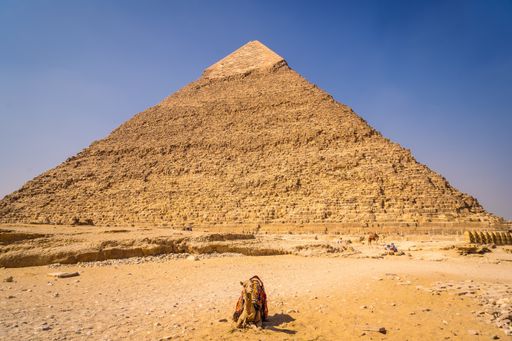 A tour camel in front of the pyramid of Khafre in Giza, Egypt