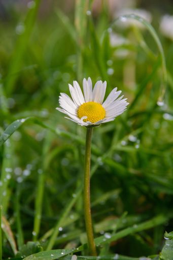 A vertical shot of Common daisy in the grass