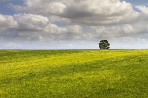 A single tree in a beautiful and large green field under the white fluffy clouds during daylight