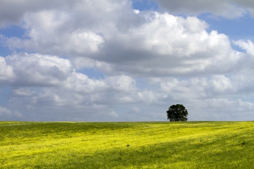 A single tree in a large green field under the white fluffy clouds during daylight