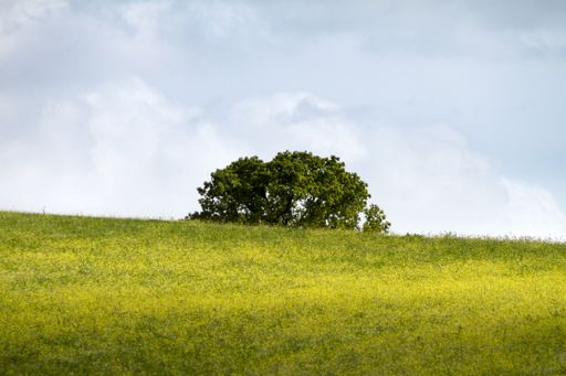 A single tree in a large green field during daylight