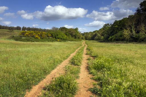 A dirt road in a beautiful and large green field during daylight