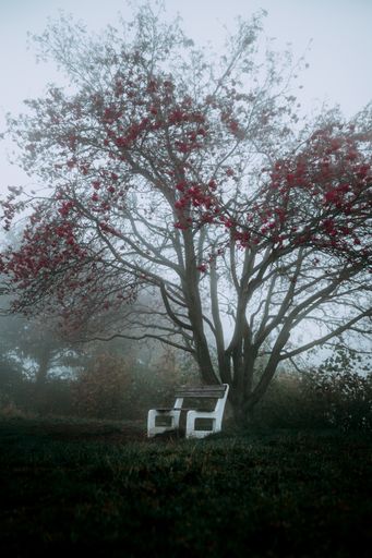 A vertical shot of a lonely bench under the rowan tree in the forest on the foggy background