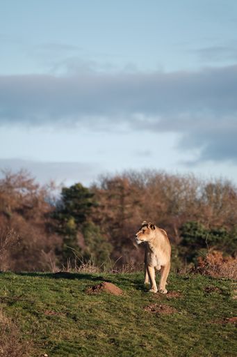 A vertical closeup shot of a female lion walking in the valley under the dark cloudy sky