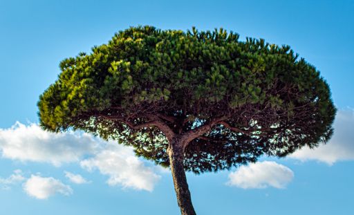 A single stone pine tree under the bright blue sky during daylight