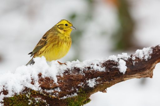 A closeup shot of yellowhammer bird perched on tree branch covered with snow