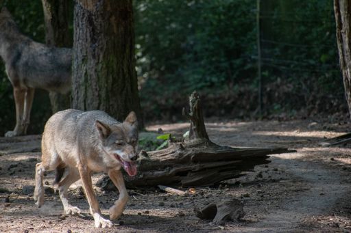 A closeup shot of wolfs in Wildpark Schwarze Berge