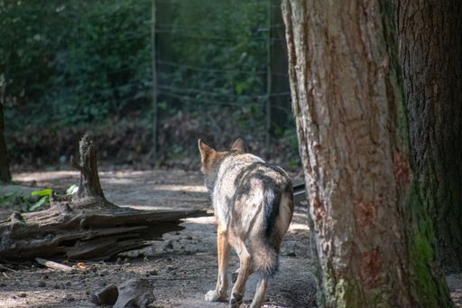 A back view of a wolf in Wildpark Schwarze Berge