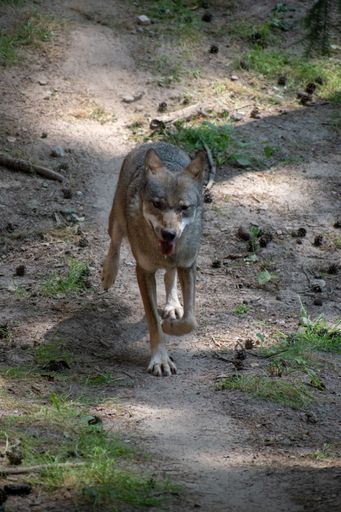 A closeup shot of a wolf in Wildpark Schwarze Berge