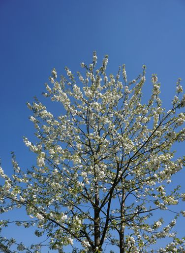 A vertical shot of a tree with white flowerings under the clear sky